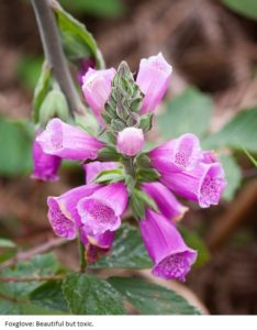 Foxglove contains digitalis