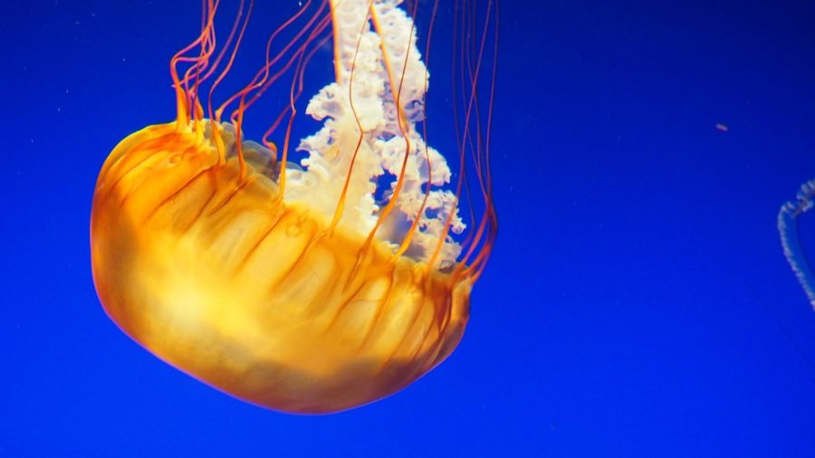 Aquarium jellyfish