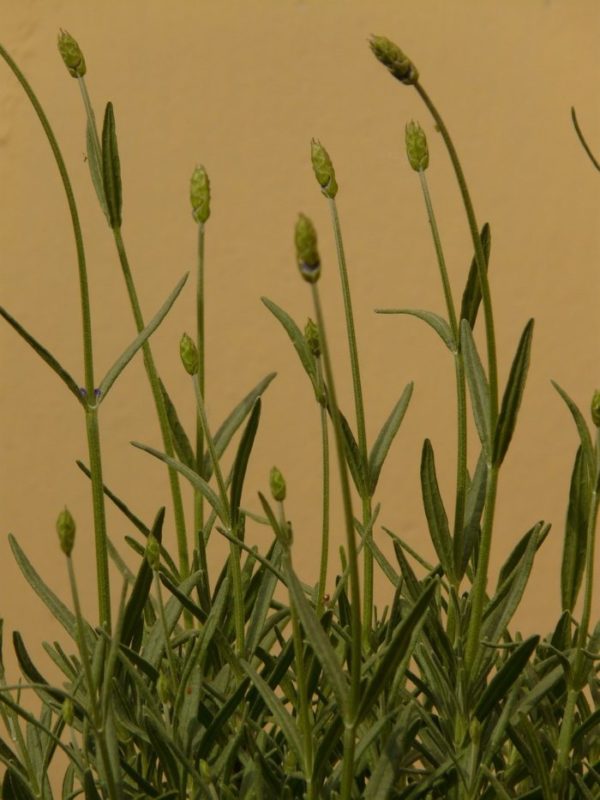 Lavender used for essential oils