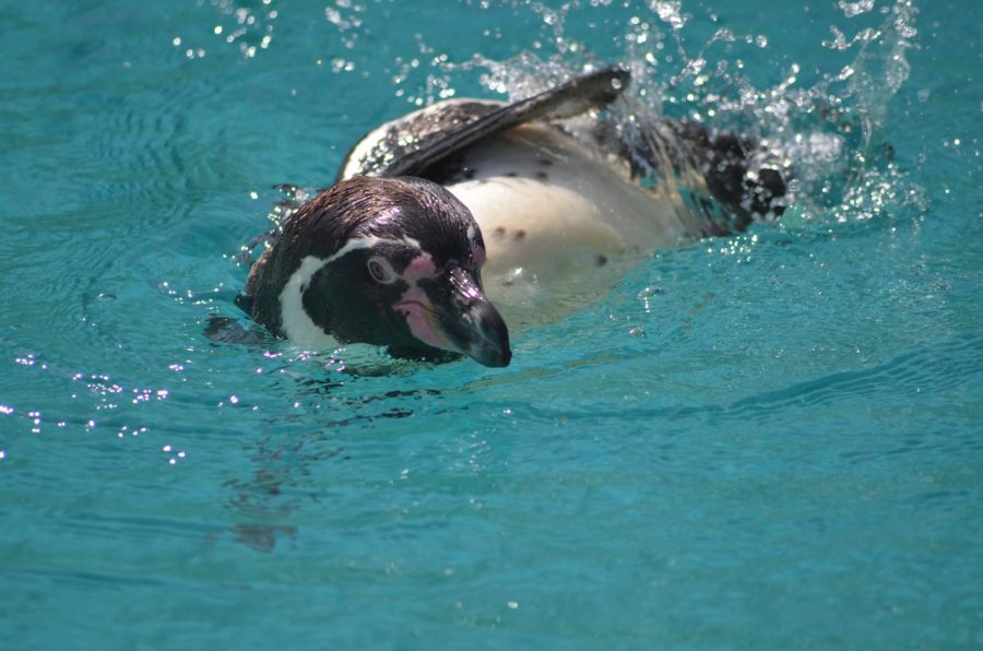 Penguin in water