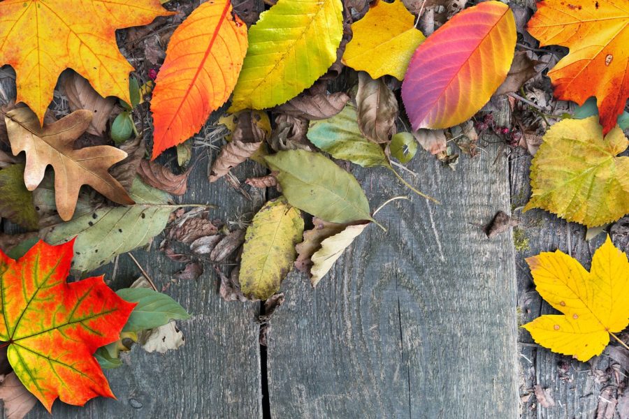 Fall Leaf collecting