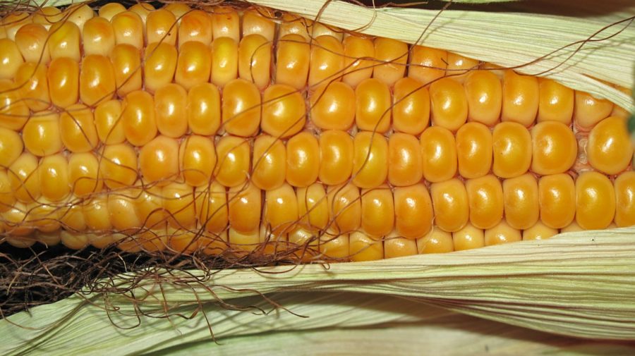 Fall corn harvest